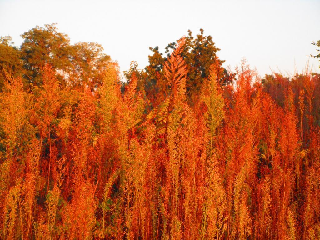 Photo: Grasses
