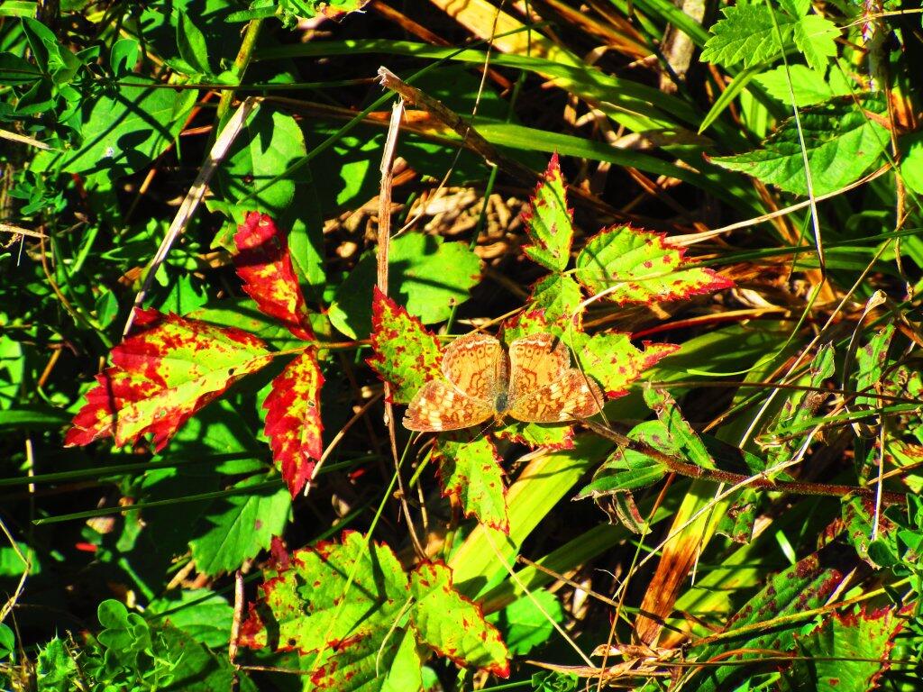 Photo: Butterfly Photo: Butterfly