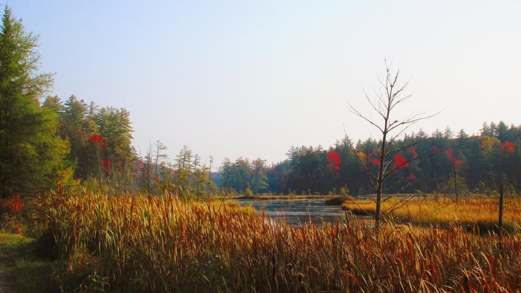 Photo: End of Mason Lake this Morning