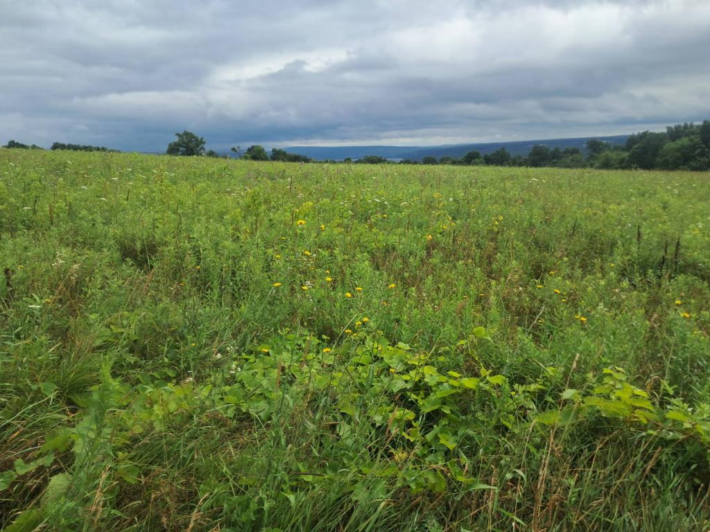 Photo: Cloudy day as rain pulls off at the Ithaca View [Expires August 17 2026]