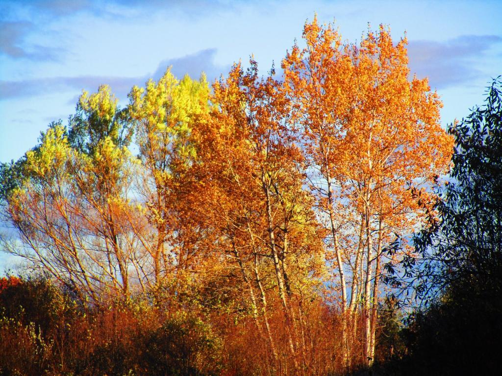 Photo: Birch