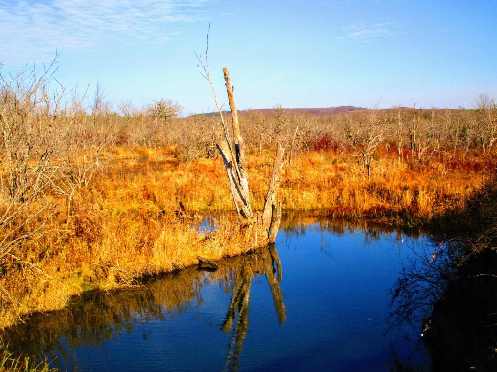Photo: Nelson Swamp 🐸