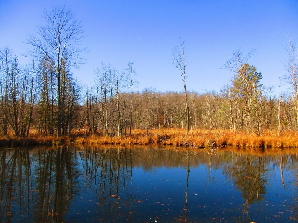 Photo: Wetlands Across the Canal Photo: Wetlands Across the Canal
