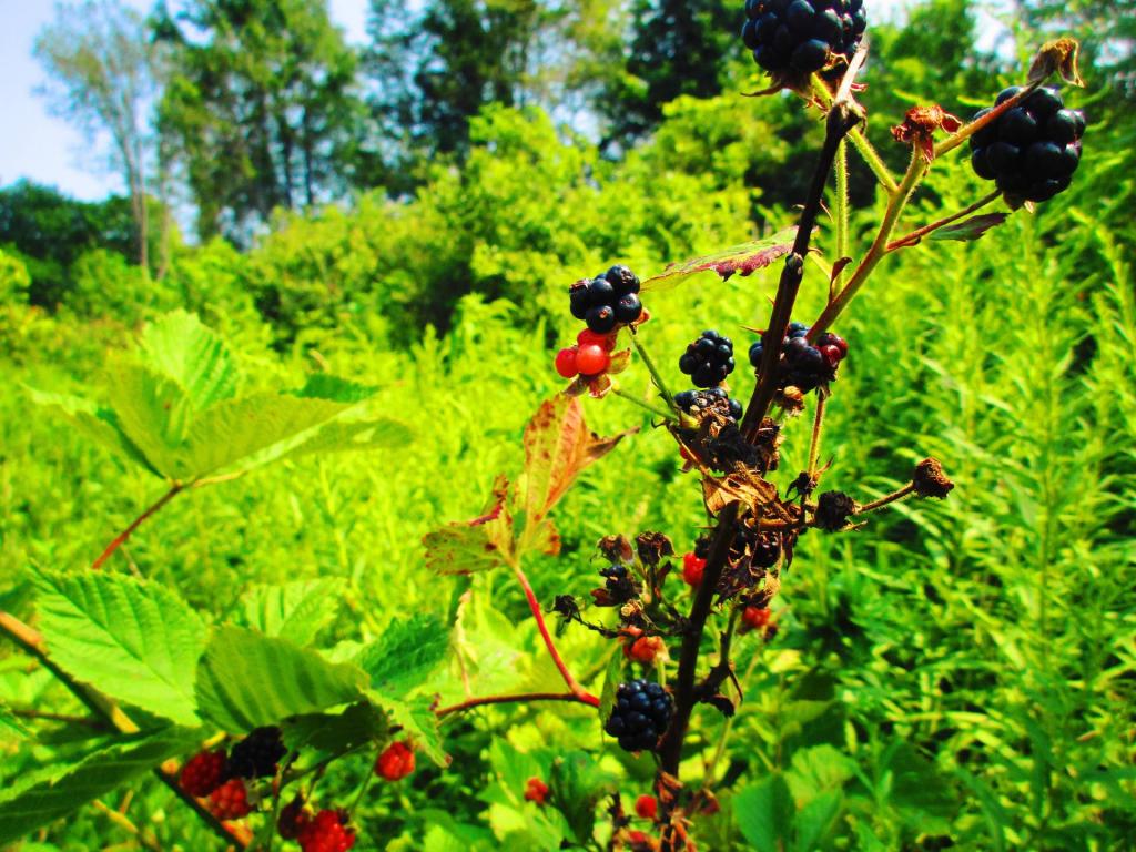 Photo: Blackberries