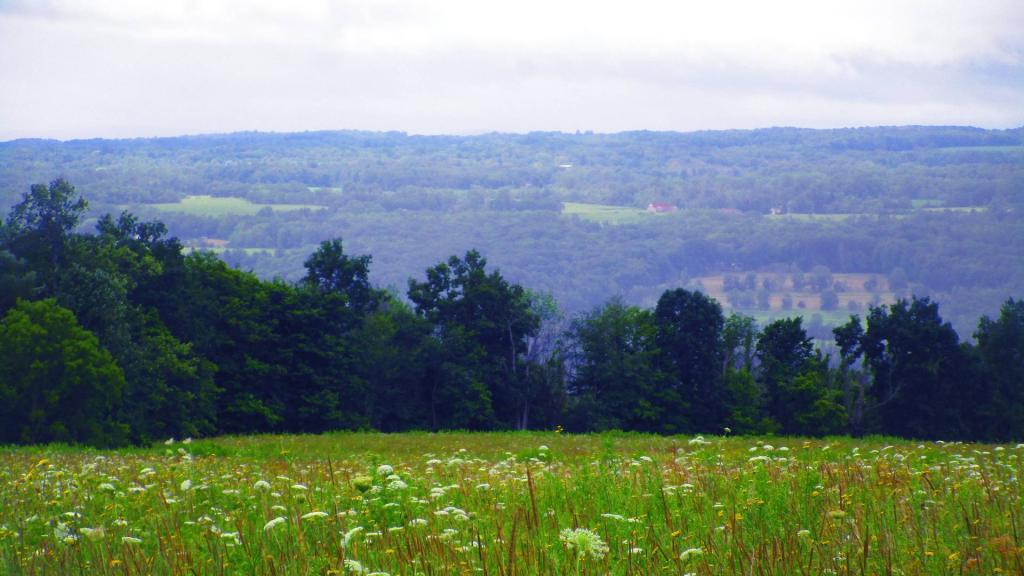 Photo: Drizzle at Sims-Jennings Preserve