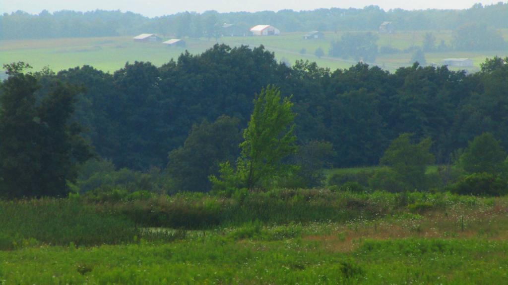 Photo: Humid Afternoon in the National Forest [Expires August 25 2026]