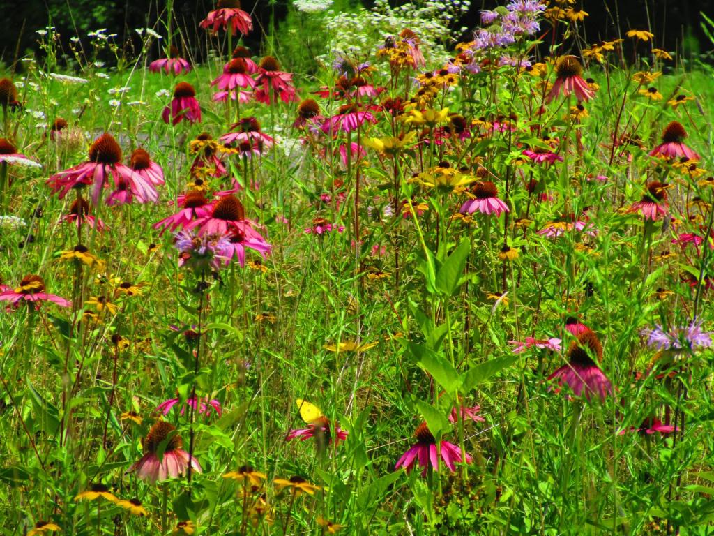 Photo: Coneflower