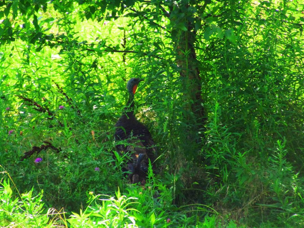 Photo: Gobbler Photo: Gobbler