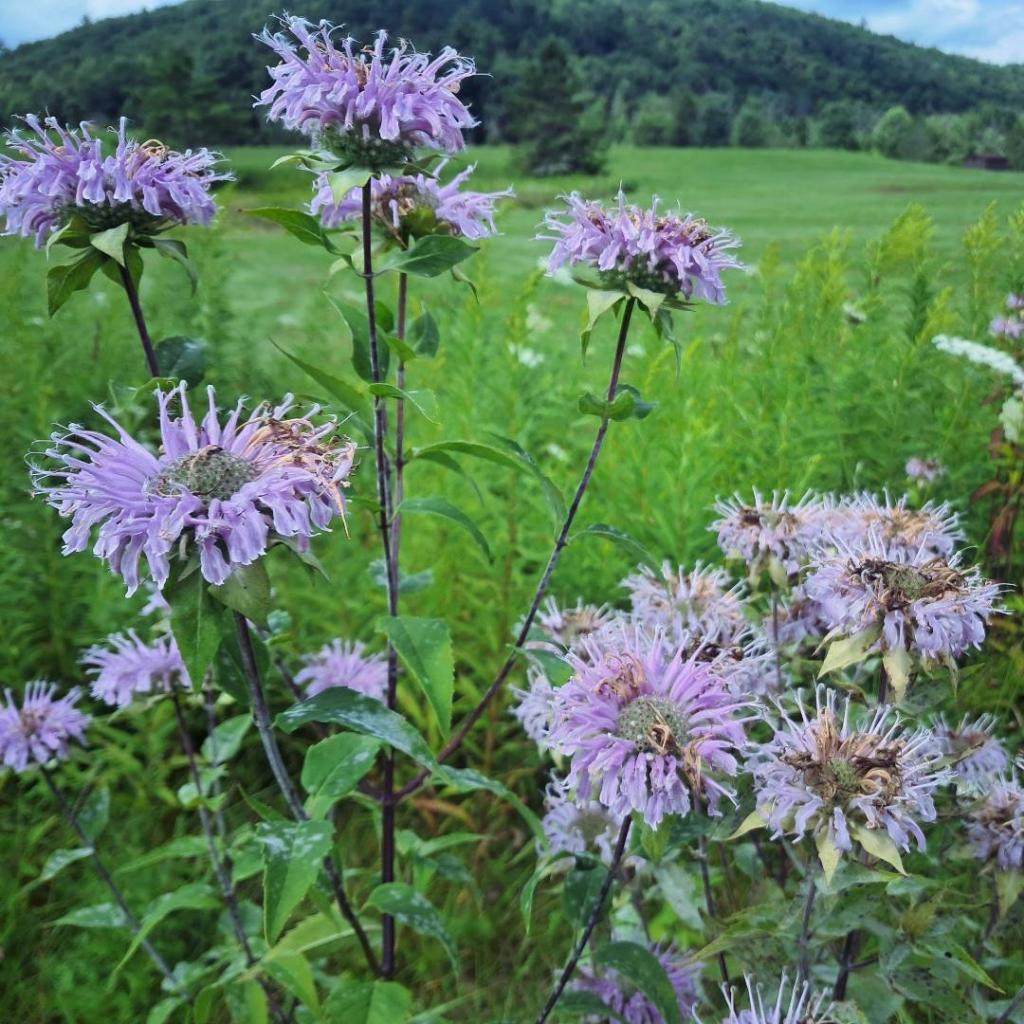 Photo: Bee Balm Photo: Bee Balm